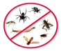 Pest Control Services